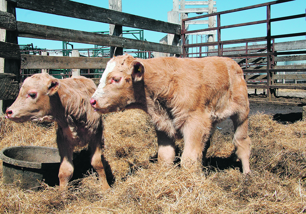 An Alberta veterinary pharmaceutical company says its castration bands infused with lidocaine will be introduced in the United States at least a year before they can be sold in Canada because of regulatory requirements.  |  File photo