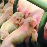 Hog farms that concentrate breeding activities to allow for larger groups to be bred at the same time, farrow at the same time and subsequently wean at the same time will benefit on many levels. | File photo