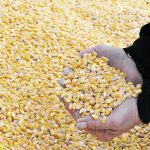 The U.S. Department of Agriculture’s new corn average yield estimate of 174.9 bushels per acre is expected to result in a record 15.234 billion bu. corn crop, 170 million bu. more than its October estimate. | File photo