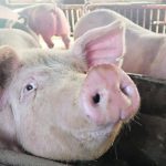 All farmers face risks, but none face the same type of extreme risks that hog farmers face. | Reuters photo