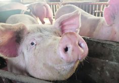 All farmers face risks, but none face the same type of extreme risks that hog farmers face. | Reuters photo