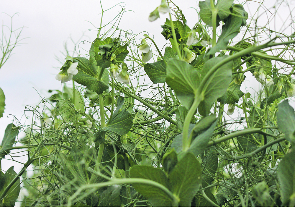 Canadian growers produced 2.27 million tonnes of peas this year, which is 33 percent less than last year.  |  Michael Robin photo