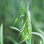 The author writes that using gene editing to confer greater levels of disease and insect resistance to domesticated crops from their wild relatives offers the potential for substantial yield increases. | File photo