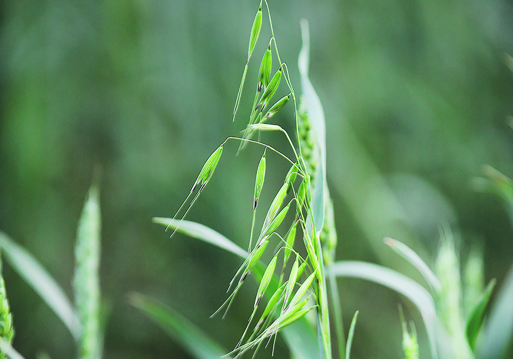 The author writes that using gene editing to confer greater levels of disease and insect resistance to domesticated crops from their wild relatives offers the potential for substantial yield increases.  |  File photo