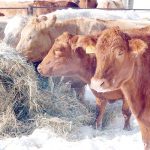 Feed costs can quickly add up, particularly when winter feeding periods can last for up to 200 days, often in rough weather conditions, said Bree Kelln, assistant professor at the University of Saskatchewan, during a recent webinar hosted by the Beef Cattle Research Council. | File photo