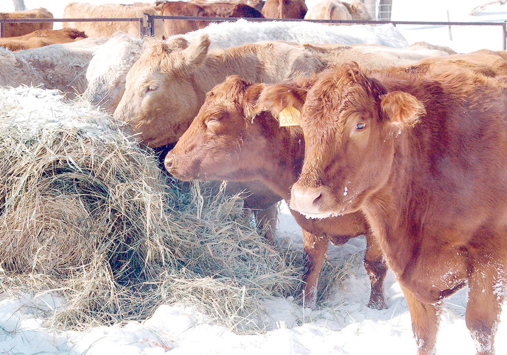 Feed costs can quickly add up, particularly when winter feeding periods can last for up to 200 days, often in rough weather conditions, said Bree Kelln, assistant professor at the University of Saskatchewan, during a recent webinar hosted by the Beef Cattle Research Council. | File photo