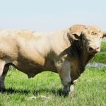 Bulls that ate high-ergot feed did not have less viable sperm after a study conducted at the University of Saskatchewan’s Western College of Veterinary Medicine. | File photo