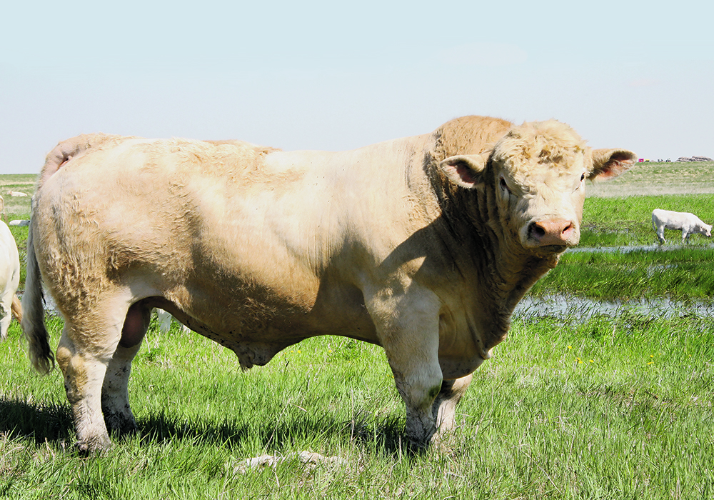 Bulls that ate high-ergot feed did not have less viable sperm after a study conducted at the University of Saskatchewan’s Western College of Veterinary Medicine.  |  File photo