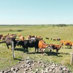 A team of scientists is conducting tests and taking samples at cattle farms in order to gather more data on rotational grazing and soil health as part of a multi-disciplinary project at the University of Guelph. | File photo