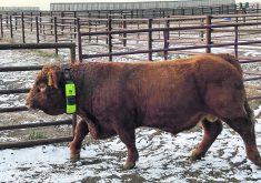 Researchers at the University of Saskatchewan’s Livestock and Forage Centre of Excellence want to know if bull neck collars that are supposed to alert producers when they detect cows in heat actually work.  |  LFCE photo