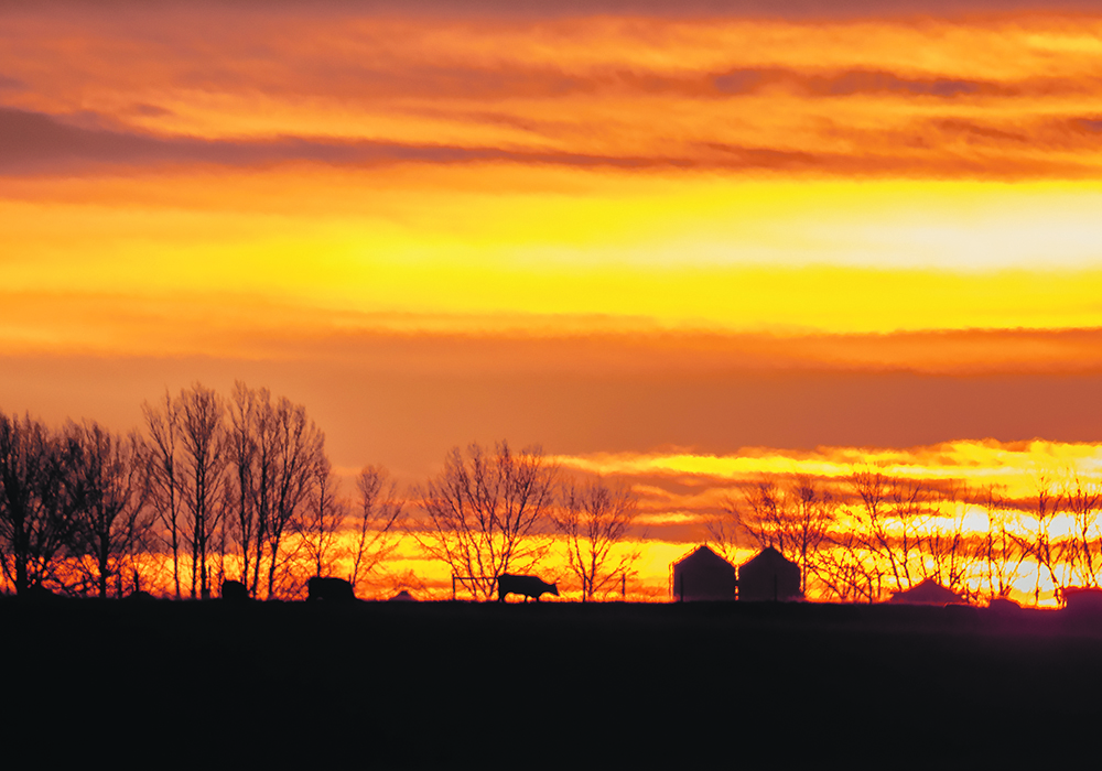 It’s important that everyone in the industry who works with cattle knows the signs of foot-and-mouth disease.  |  Mike Sturk photo