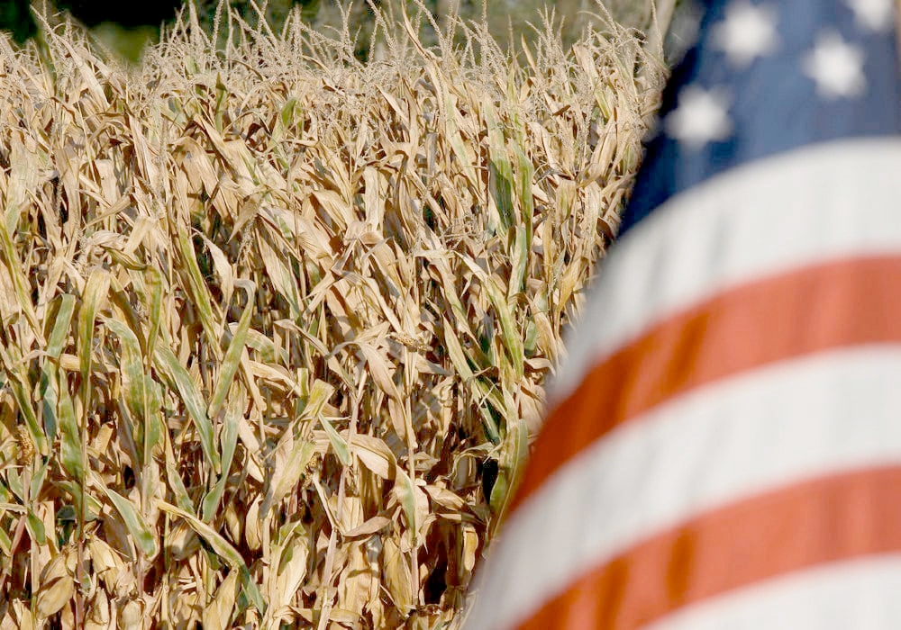 The projections include better-than-expected corn yields in the United States and larger Black Sea wheat crops. | File photo