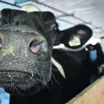 The Agricultural Methane Reduction Challenge is designed to “advance innovative, low-cost and scalable practices and technologies that contribute to the reduction of methane emissions from cattle and livestock.” | File photo