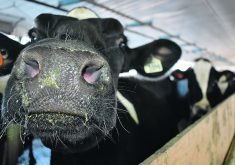 The Agricultural Methane Reduction Challenge is designed to “advance innovative, low-cost and scalable practices and technologies that contribute to the reduction of methane emissions from cattle and livestock.”  |  File photo