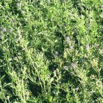 The Marginal Areas Program on the Prairies program will focus on cropland that isn’t producing economic benefits to producers. | File photo