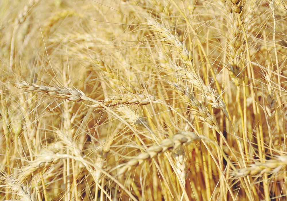 "The rapid emergence of Brazil as a [wheat] exporter in Indonesia and other foreign markets has been remarkable," the U.S. Department of Agriculture stated in its recent Grain: World Markets and Trade report.  |  File photo