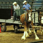 Chris Arthur guides Bob and Vinnie through a course at Canadian Western Agribition in Regina earlier in the week. | Becky Zimmer photo
