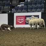 Tan, a three-year-old stock dog owned by Calin Duce of Cardston, Alta., works the ring during Canadian Western Agribition earlier this week. | Melissa Bezan photo