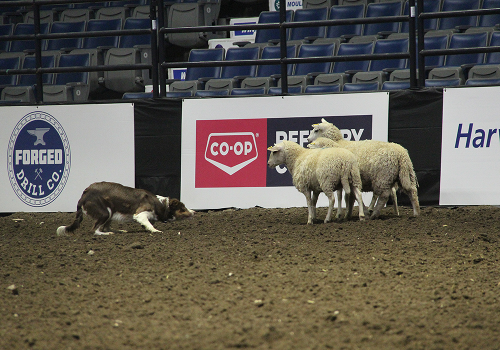 Tan, a three-year-old stock dog owned by Calin Duce of Cardston, Alta., works the ring during Canadian Western Agribition earlier this week. | Melissa Bezan photo