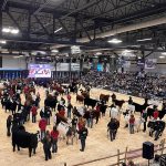 This year, the Beef Supreme consisted of 45 females with 23 calves and 38 bulls, representing 15 shows across the continent. The winner on the female side was Black Gold Simmentals out of Paradise Hill, Sask., and the winner on the bull side was Glenlea Farm out of Arcola, Sask. | Melissa Jeffers-Bezan photo