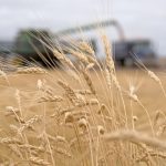 Global wheat consumption is forecast at 804 million tonnes in 2023-24, an increase of nine million tonnes over last year. Meanwhile, production is estimated to have fallen to 787 million tonnes, a seven million tonne decline. | File photo