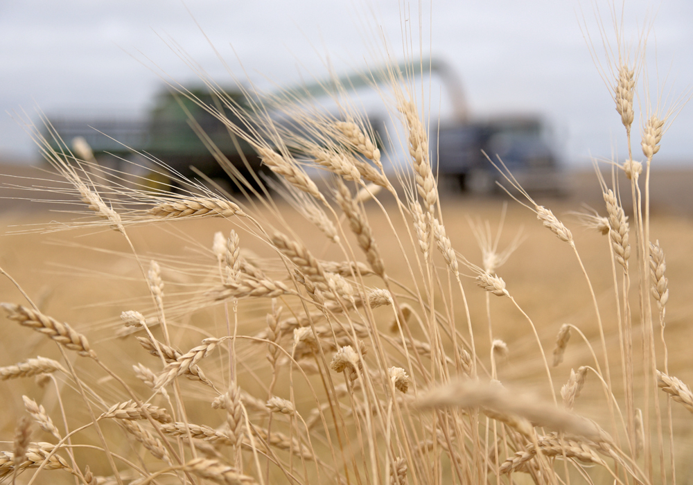 Global wheat consumption is forecast at 804 million tonnes in 2023-24, an increase of nine million tonnes over last year. Meanwhile, production is estimated to have fallen to 787 million tonnes, a seven million tonne decline. | File photo