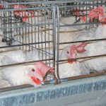 The outbreaks follow four outbreaks at commercial operations in October after a relatively calm spring that saw only one B.C. farm hit in April. | File photo