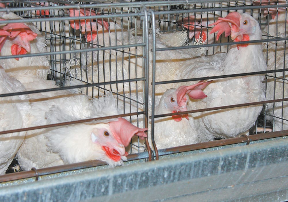 The outbreaks follow four outbreaks at commercial operations in October after a relatively calm spring that saw only one B.C. farm hit in April. | File photo