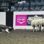 The seventh annual Cattle Dog Futurity and Maturity competitions and the International Stock Dog Trials were held during Canadian Western Agribition in Regina last week. | BeckY Zimmer photo