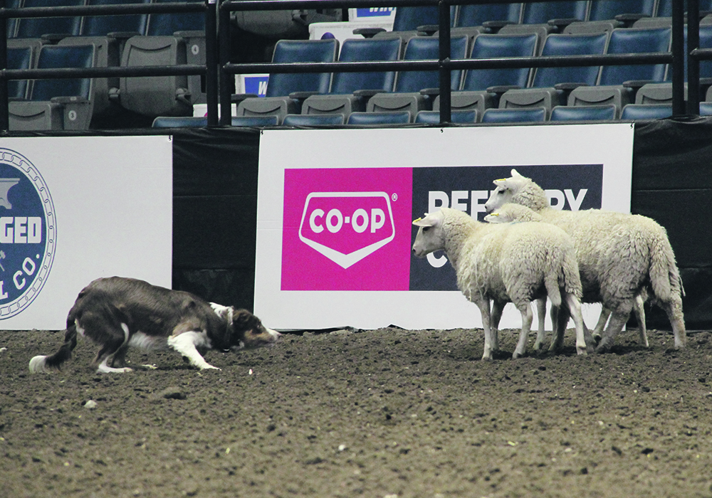 The seventh annual Cattle Dog Futurity and Maturity competitions and the International Stock Dog Trials were held during Canadian Western Agribition in Regina last week. |  BeckY Zimmer photo