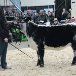 This heifer, KFC Damaris 13L, sold for $16,000 to Manuel Herrera of San Miguel de Allende, Mexico in the national Speckle Park sale held during Canadian Western Agribition. | Karen Briere photo