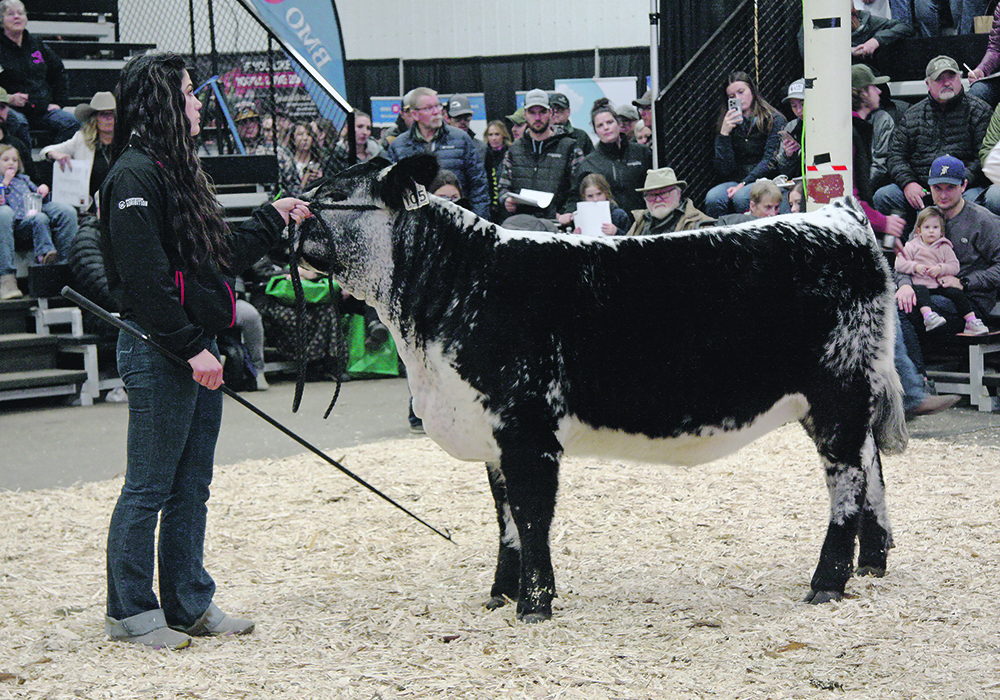 This heifer, KFC Damaris 13L, sold for $16,000 to Manuel Herrera of San Miguel de Allende, Mexico in the national Speckle Park sale held during Canadian Western Agribition. | Karen Briere photo