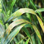 Bacterial leaf streak is a disease of wheat, barley and cereal crops that causes narrow stripes between leaf veins and may initially look like the common fungal disease, gray leaf spot. The disease is established in southern Alberta, particularly on irrigated land. | University of Nebraska photo