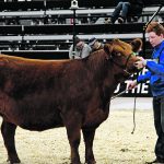 Ash Davidson shows cattle on Nov. 25 at Agribition in the BMO Junior Beef Extreme show. | Melissa Jeffers-Bezan photo
