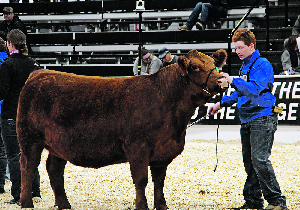 Ash Davidson shows cattle on Nov. 25 at Agribition in the BMO Junior Beef Extreme show.  |  Melissa Jeffers-Bezan photo