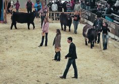 As well as a $2,500 scholarship, 4-H youth judging winner Justin Harcourt, right, from Quill Lake, Sask., judged the First Lady Classic Nov. 21 as part of his competition prize. Judges Kirsten Fornwald, left, Mona Howe and Harcourt chose the top Shorthorn female during the individual class competitions.  |  Becky Zimmer photo