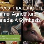 The report delves into the issues surrounding beef, dairy and poultry production in the country and how it is interconnected within various factors in the day-to-day life of residents. | Screencap via capi-icpa.ca
