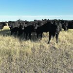 Risk factors for vitamin A deficiency include grazing on bleached pasture, drought-grown hay, weathered forages, harvested crop residues and prolonged feed storage. | File photo