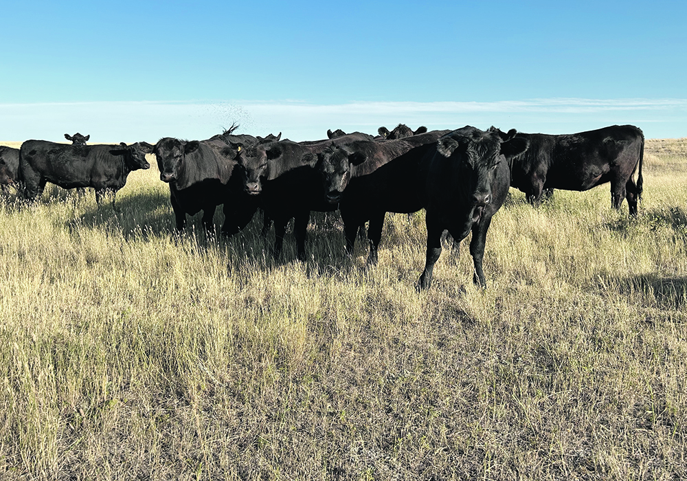 Risk factors for vitamin A deficiency include grazing on bleached pasture, drought-grown hay, weathered forages, harvested crop residues and prolonged feed storage.  |  File photo