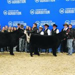 The Supreme champion female at Canadian Western Agribition was GVR Miss Peppa 21J, led at left by Ryley Noble. At right is her calf, Black Gold/Greenwood Peppa 7L, with Toby Noble. The Noble Brothers are from Black Gold Simmentals at Lloydminster, Sask. Also in the photo are the people behind the scenes at the farm, the judges, and Agribition officials. | Karen Briere photo