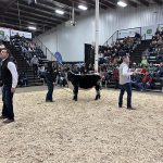 Overall, sales in the Agribition rings were fairly strong. | Karen Briere photo