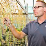 Rob Duncan, a canola breeder at the University of Manitoba, used a tool called genomic selection to design these canola plants. Using the tool, breeders can select desired traits from across the entire canola genome. | Robert Arnason photo