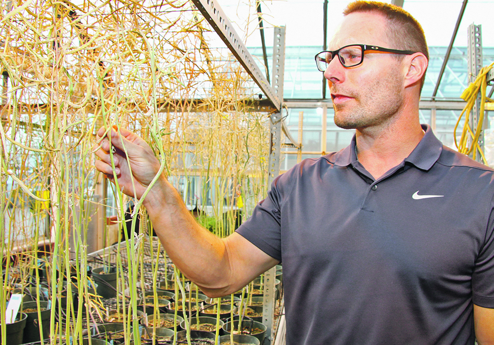 Rob Duncan, a canola breeder at the University of Manitoba, used a tool called genomic selection to design these canola plants. Using the tool, breeders can select desired traits from across the entire canola genome.  |  Robert Arnason photo