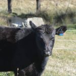 Australia's Smart Paddock received the Innovation Award. The company’s GPS ear tags allow producers to track and monitor their cattle. | Screncap via smartpaddock.com
