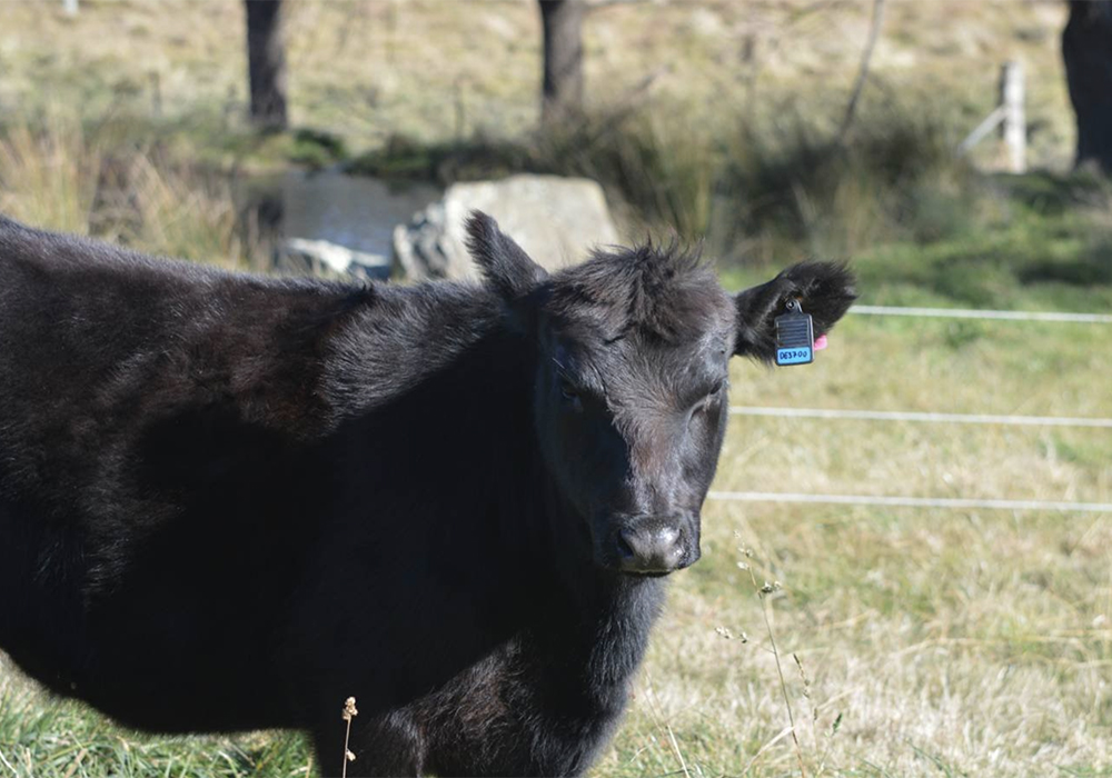 Australia's Smart Paddock received the Innovation Award. The company’s GPS ear tags allow producers to track and monitor their cattle. | Screncap via smartpaddock.com