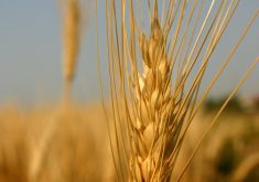 Morocco produced 1.2 million tonnes of durum in 2023-24, according to the International Grains Council. That is up from 800,000 tonnes the previous year. | File photo