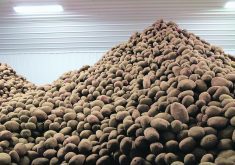 Statistics Canada data, released in early December, shows that farmers produced a record crop of 128 million hundred weight (cwt) of potatoes in 2023. | File photo