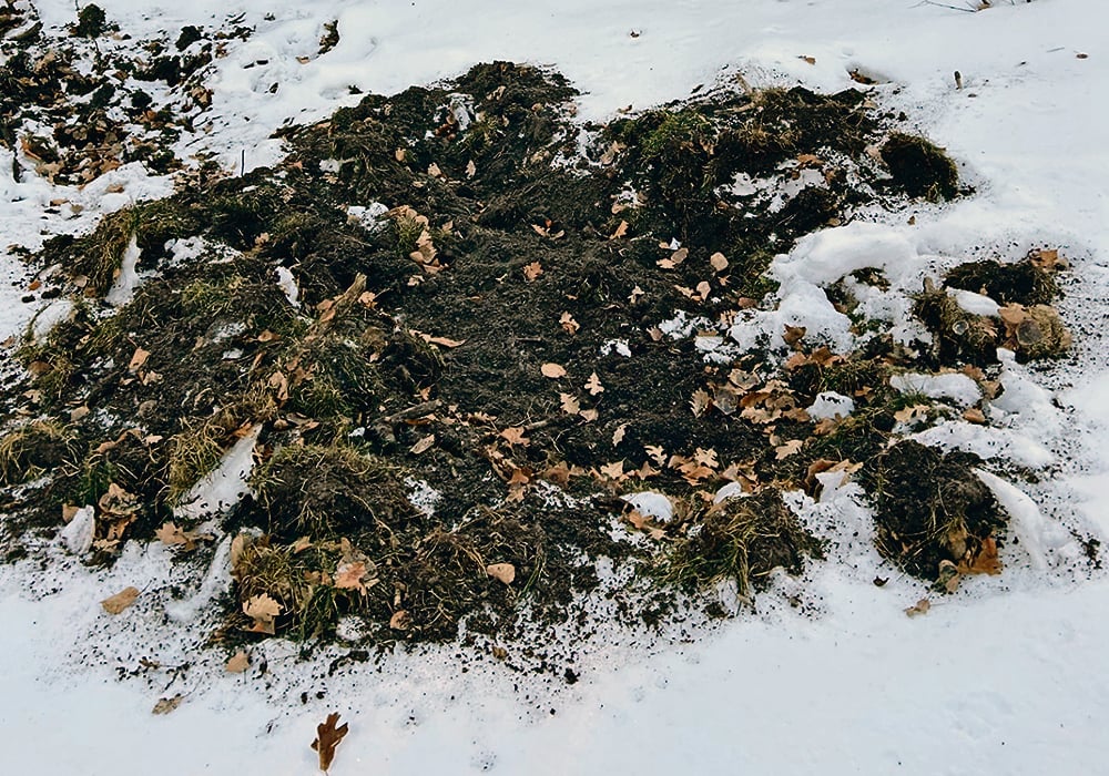 This excavation was executed after the recent snowfall. There was something here under the soil that enticed a wild pig to root around.  |  Ed White photo
