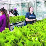 The four-month Indoor Agriculture Certificate program will start in September 2024. | Olds College photo