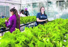 The four-month Indoor Agriculture Certificate program will start in September 2024.  |  Olds College photo